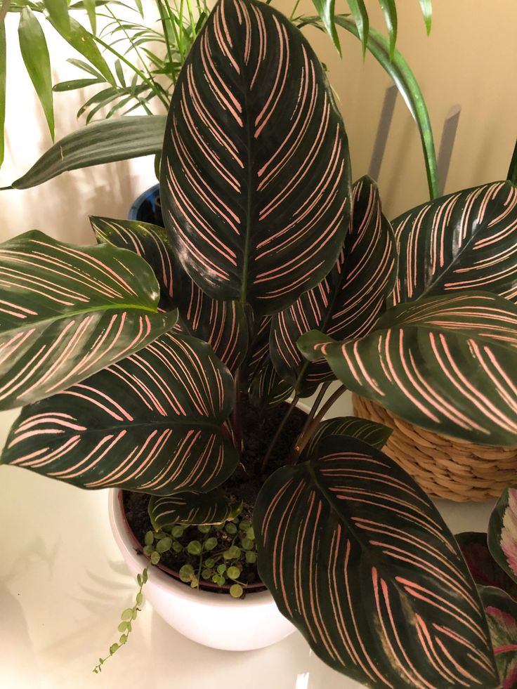 Maranta Riscada