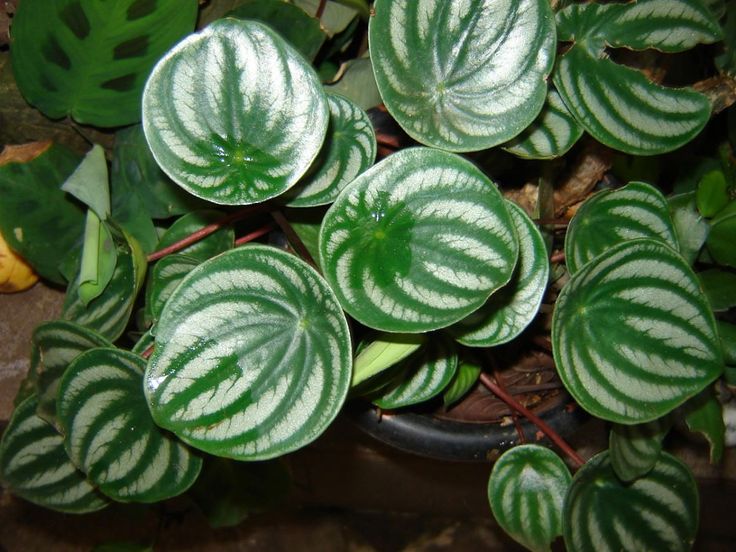 Peperomia Melancia