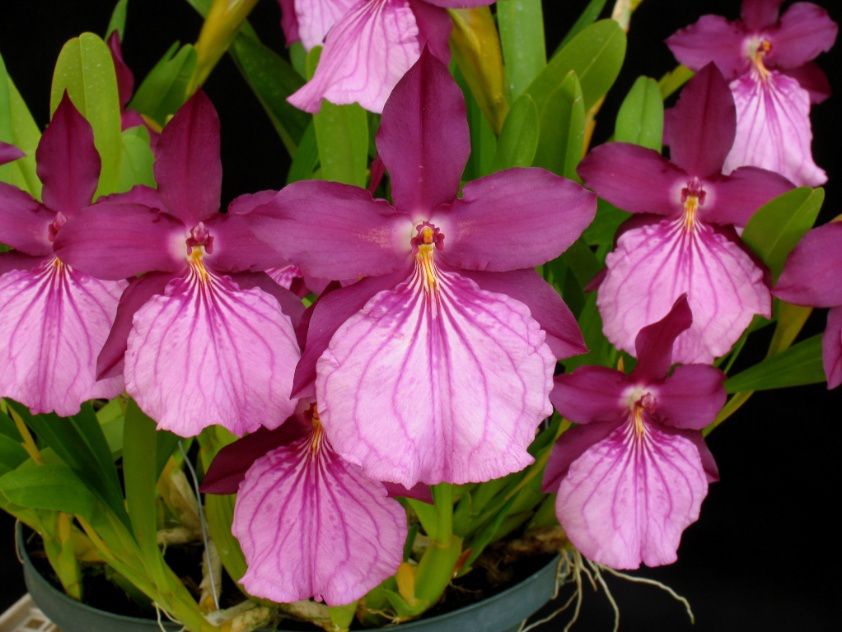 orquídea Miltonia