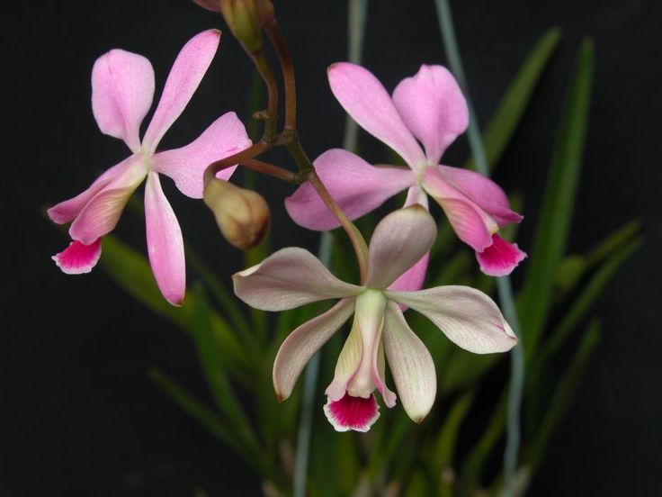 Muda da Orquídea Encyclia