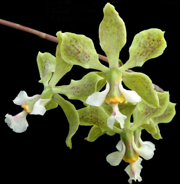 Muda da Orquídea Encyclia