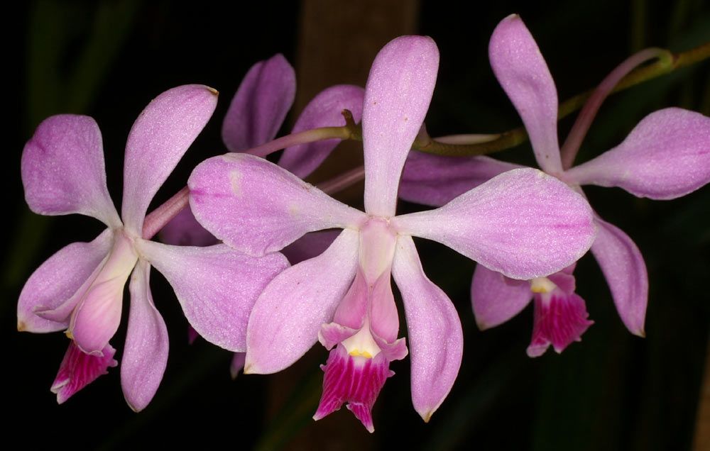 Muda da Orquídea Encyclia