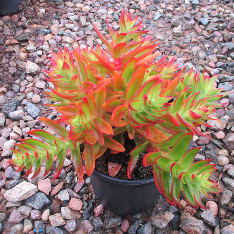 Crassula capitella