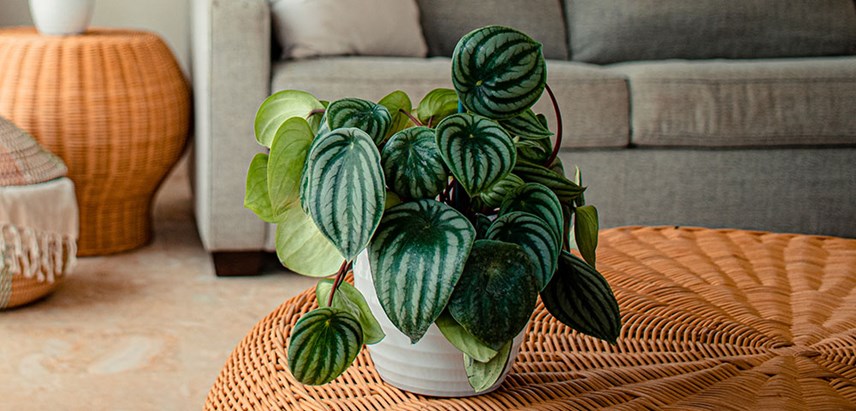 Peperomia Melancia