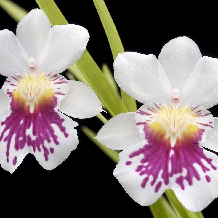 orquídea Miltonia