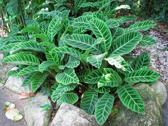 Maranta Zebrina