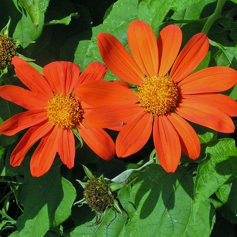 Tithonia 