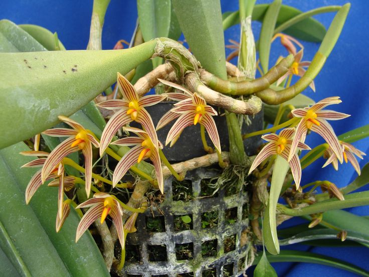 Orquídea Bulbophyllum