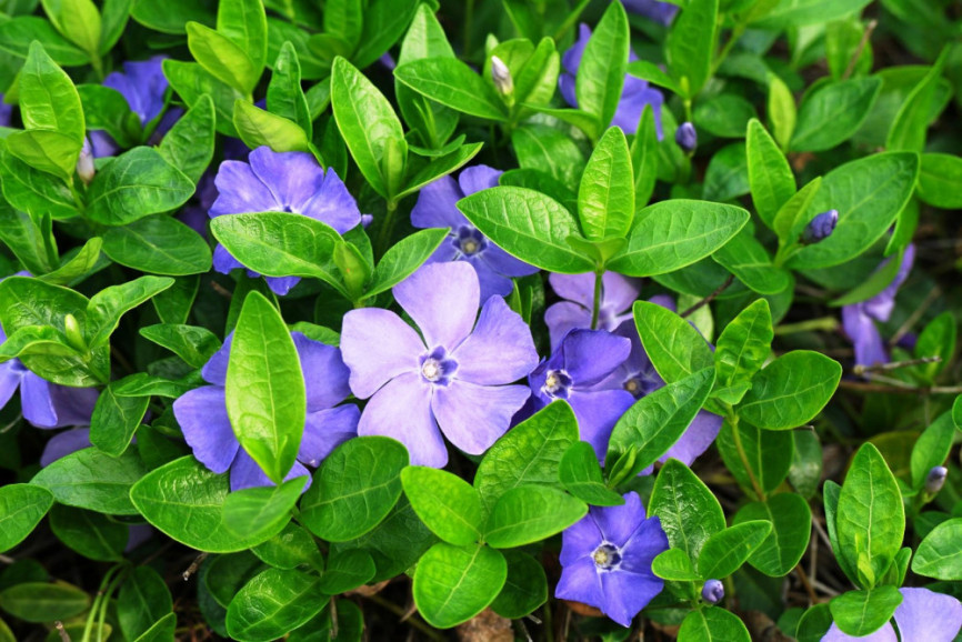 vinca
