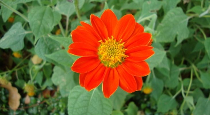 Tithonia 