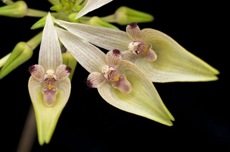 Orquídea Bulbophyllum