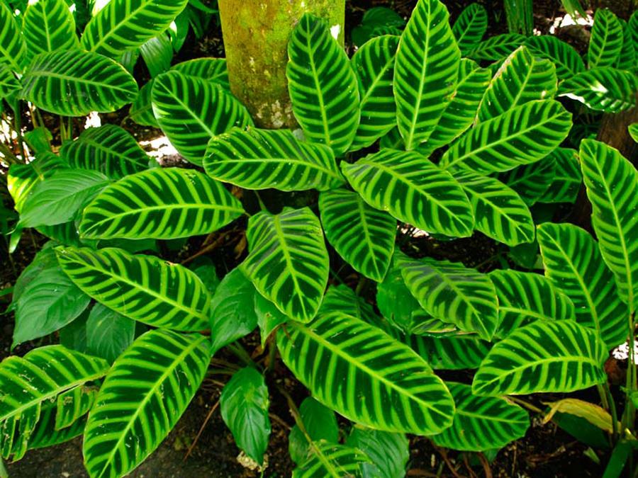 Maranta Zebrina