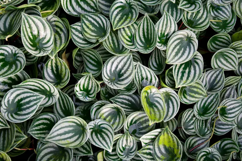 Peperomia Melancia