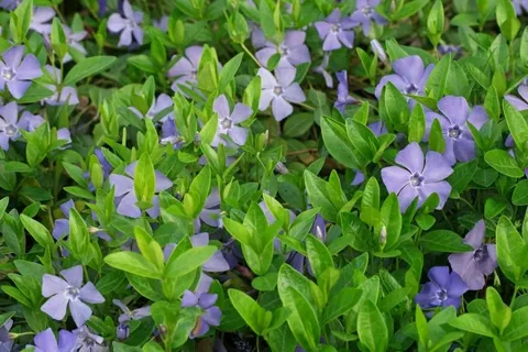 vinca