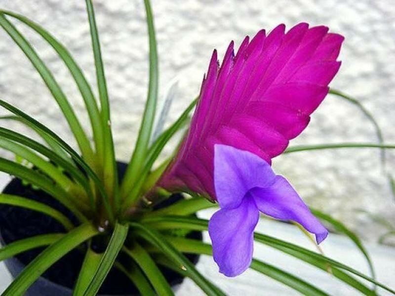 Bromélia Tillandsia