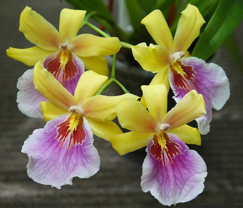 orquídea Miltonia